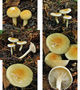 Hygrophorus lindtneri
